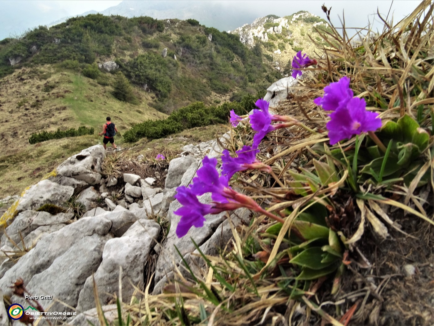 56  Primula glaucescens scendendo dalla vetta del Cancervo.JPG